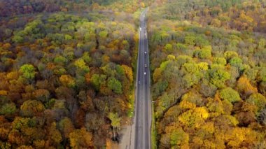 Sonbaharda ormanda otoyol. Sonbahar zamanı renkli ağaçların olduğu güzel ormanın ortasında hareket halindeki arabalarla dolu uzun bir yol. Üst alt görünüm.