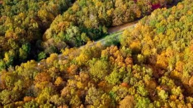 Renkli ağaç tepeleri ve gün ışığında bir otoyol. Sonbahar ormanlarının doğal manzarası. Ormanda arabalı bir yol. Üst hava görüntüsü.