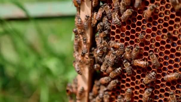 Arılar Karede Emekliyor Bal Peteğinde Organik Bal Bal Arıları Bal — Stok video
