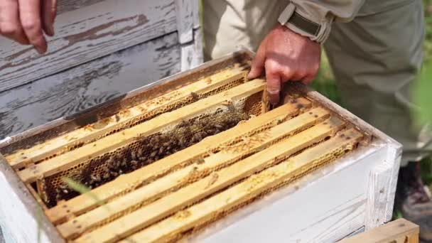 Holzstock Mit Bienenrahmen Imker Extrahiert Honigrahmen Aus Bienenstock Dem Viele — Stockvideo