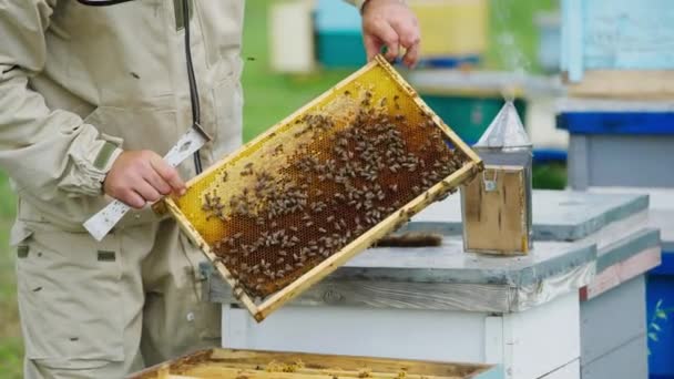 Apiarist Examines Bees Apiary Honeycomb Bees Beekeeper Hands Chimney Smoke — Stock Video
