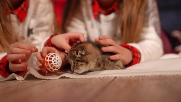 Schöne Kätzchen Mädchen Spielen Heiligabend Mit Einer Kleinen Grauen Katze — Stockvideo