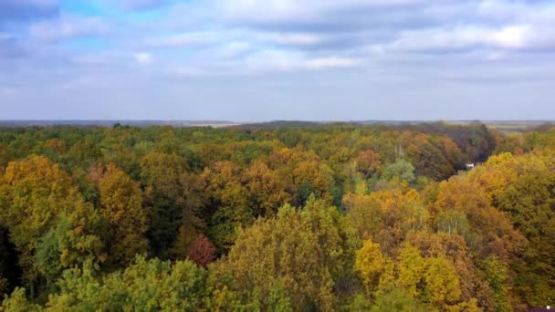 Autumn Forest Beautiful Woodland Fall Season Flight Road Colorful Yellow — Stock Video