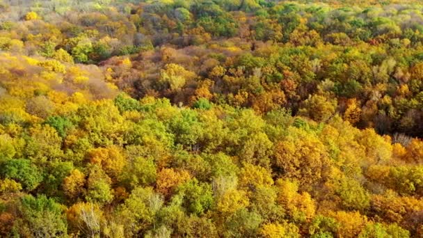 秋天色彩的自然背景 一片林地上美丽的树木风景 空中风景 相机向右移动 — 图库视频影像
