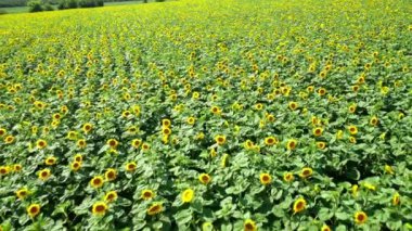 Güneşli bir günde güzel bir ayçiçeği tarlası. Çiçeklerin açtığı tarım tarlası. Büyük sarı tarlalı ve ayçiçekli yaz manzarası. İHA uçuşu. Hareket kamerası geri.