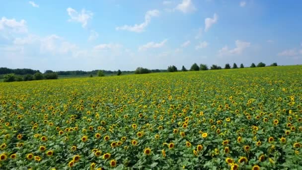 Ayçiçeği Tarlası Yazın Açan Güzel Sarı Çiçekler Drone Mavi Gökyüzünün — Stok video