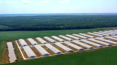 Doğada ahır evleri olan tarım fabrikası. Yeşil orman arka planındaki modern çiftlik. Tarım çiftçiliği. Hava görünümü.