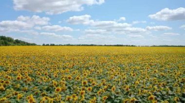 Çiçeklerin açtığı tarım tarlası. Büyük sarı tarlalı ve ayçiçekli yaz manzarası. Kamera sağa hareket ediyor..
