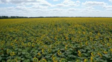 Çiçek açan büyük bir tarla. Çiçekli sarı organik tohum bitkilerinin çiftliği. Ayçiçeği tarlasının üzerinden uçmak. Havadan panoramik görünüm.