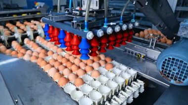 Fabrika taşıyıcısında tavuk yumurtası. Taze yumurta üretmek için endüstriyel teknoloji. Modern ambalaj yumurtaları..