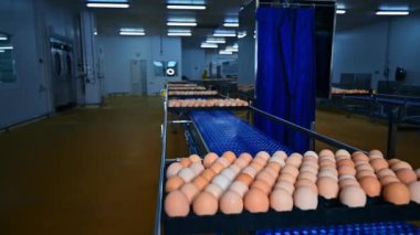Tavuk yumurtası imalatı. Kümes hayvanları fabrikasının içinde içi taze yumurta dolu tepsilerle nakliye hatları. Gıda üretimi.