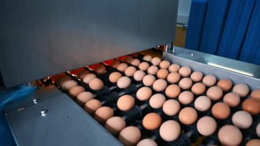Tavuk çiftliğinde yumurta üretim hattı devrede. Fabrika taşıyıcısında yumurta ayıklıyorum. Kümes hayvanları fabrikasında yumurta üretimi. Yakın plan..