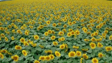Ayçiçeği manzarası. Sahadaki güzel tarımsal bitkilerin üzerinden uçmak. Yazın açan ayçiçeklerinin arkaplanı. Hava görünümü.