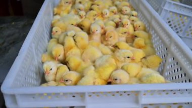Güzel pofuduk piliçler. Kümes hayvanları çiftliğindeki plastik çekmecede bir sürü yeni doğmuş sarı tavuk. Tavuk üretimi.