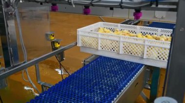 Yeni doğmuş yavrularla konveyör hattında boks yapmak. Tavukların tarımı. Kümes hayvanları üretiminde. Çiftlikte kümes hayvanı üretimi.