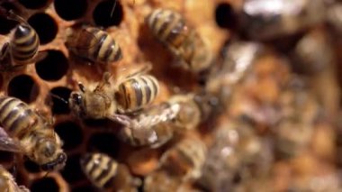 Bal peteğinde bal arıları var. Arı kolonisi çerçevede bal hücreleri üzerinde sürünüyor. Kanatlarını çırpan bal böcekleri. Makro çekim.