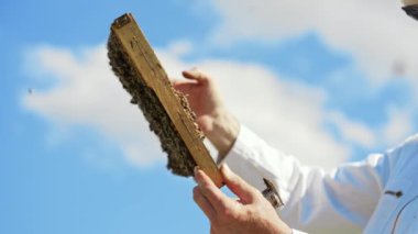 Arı yetiştiricisinin elinde olan bir çerçeve. Apiarist mavi gökyüzü arka planında bal petekleri üzerinde arıları inceliyor. Yan görüş. Arıcılık süreci.