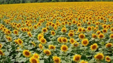 Çiçek açan ayçiçeklerinin renkli manzarası. Güzel ayçiçeği tarlasının üzerinden uçmak. Yazın açık sarı, güneşli tarım bitkilerinin arka planı. Drone görünümü.