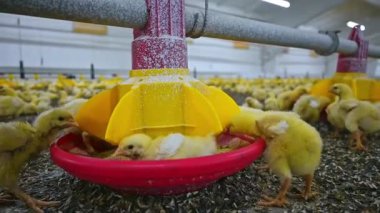 Tavuk yetiştiriciliği. Sarı hayvanlar fabrikada özel bir yalakta yemek yiyorlar. Modern kümes hayvanları çiftliğinde küçük tavuklar. Yakın plan. Tarım.
