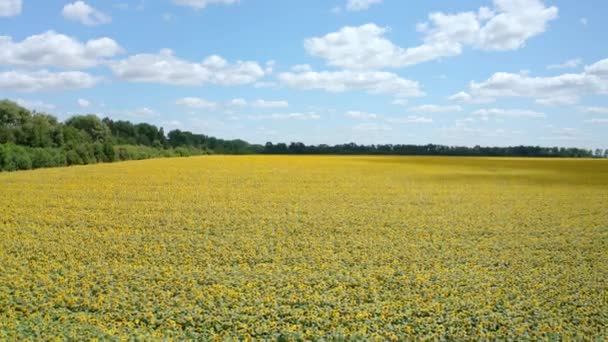 Természetes Mezőgazdaság Nyáron Virágzó Napraforgók Sárga Mezeje Fényes Napsütésben Panorámás — Stock videók