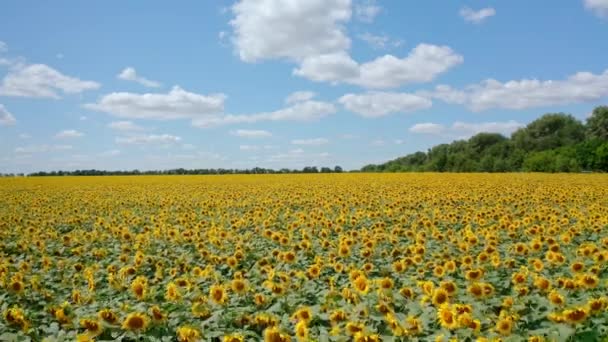 Çiçekli Ayçiçekleri Mavi Gökyüzünün Altında Güzel Sarı Ayçiçeklerinin Fidanlığı Güneşli — Stok video