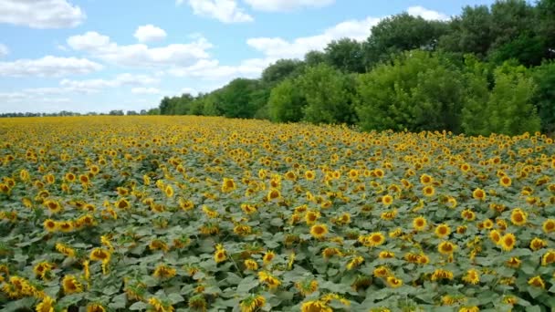开有机向日葵夏天的大片农田 开着黄色的向日葵 周围环绕着绿树 — 图库视频影像