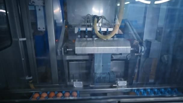 Industrieanlagen Auf Einer Hühnerfarm Automatische Maschine Ersetzt Eier Einer Modernen — Stockvideo