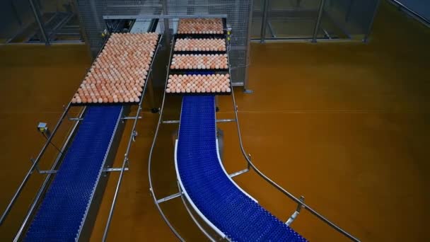 Движение Лотков Яйцами Конвейерным Линиям Упаковка Яиц Пищевой Фабрике Производственная — стоковое видео