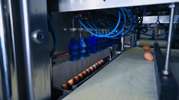 Makine Parçası Gıda Fabrikasındaki Taşıyıcıdan Yumurta Alıyor Tavuk Yumurta Üretiminde — Stok video