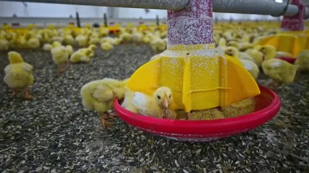鶏の飼育 大規模な工業農場で特別な悩みの種を食べる黄色の雛 養鶏業 家畜の飼育 — ストック動画