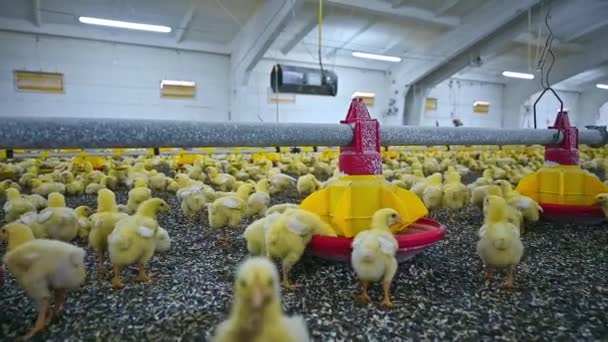 Kuřata Drůbeží Farmě Pěstování Žlutých Koček Hangáru Spousta Kuřat Moderní — Stock video