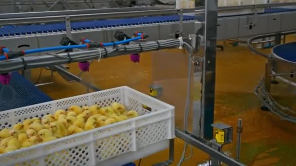 Medicine Spraying Small Chicks Automatically Plastic Container Newborn Chickens Moving — Stock Video