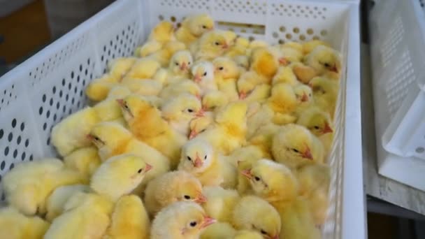 Πολλές Νεοσσοί Είναι Πτηνοτροφεία Κίτρινα Νεογέννητα Κοτόπουλα Λευκά Πλαστικά Δοχεία — Αρχείο Βίντεο