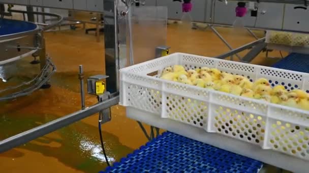 Pollitos Amarillos Vacunados Automáticamente Transportador Contenedor Plástico Con Pollos Bebé — Vídeos de Stock