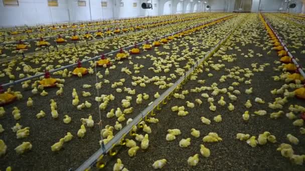 Modern Kümes Hayvanları Çiftliğinde Yavru Tavuklar Çiftlikte Üreyen Bir Sürü — Stok video