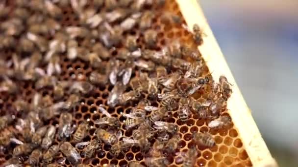 蜜蜂在细胞上制造蜂蜜 忙碌的蜂蜜虫爬在充满天然蜂蜜的蜂窝上 蜜蜂在养蜂人手中的框架 后续行动 — 图库视频影像