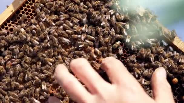 Медовые Насекомые Ползают Раме Солнечном Свете Рука Пчеловода Показывает Воск — стоковое видео