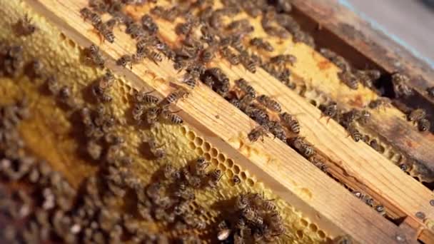 Drewniane Ramy Pszczołami Wewnątrz Ula Pszczoły Miodne Wspinają Się Drewniane — Wideo stockowe
