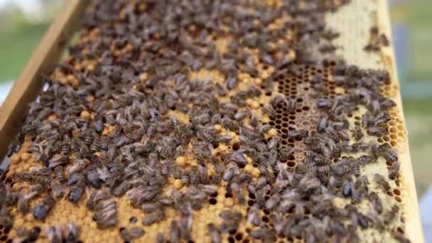 ミツバチはハチミツを結合する 蜂蜜の巣で働く忙しい蜂蜜昆虫 ハチミツでいっぱいのフレーム クローズアップ — ストック動画