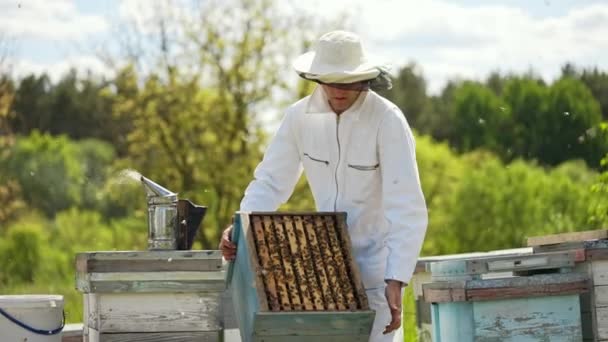 Пчеловод Работает Деревянными Ульями Летний День Многие Пчелы Летают Пасеке — стоковое видео