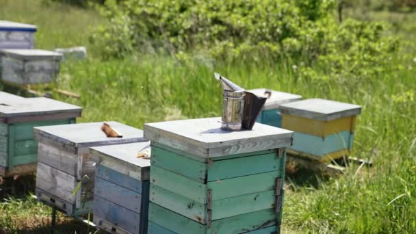 喫煙者はハイブリッドとタバコに立っている 養蜂と農業のコンセプト ハニーと蜂たち 緑の景観に関する養蜂ツール — ストック動画