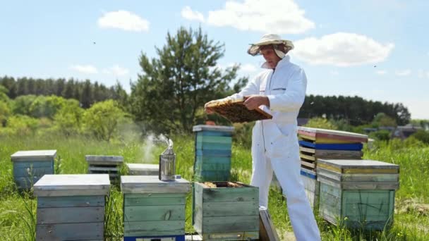 Beyaz Takım Elbiseli Profesyonel Arı Yetiştiricisi Çerçevedeki Arıları Inceliyor Arılar — Stok video