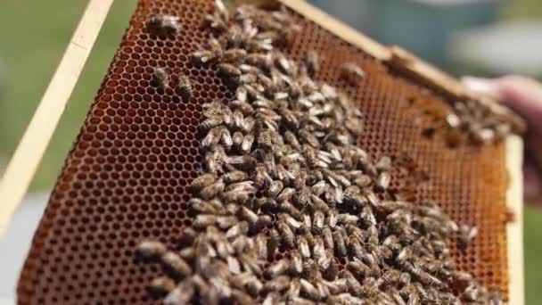 Rama Pszczołami Rękach Pszczelarza Duża Rodzina Pszczół Miodnych Czołgających Się — Wideo stockowe
