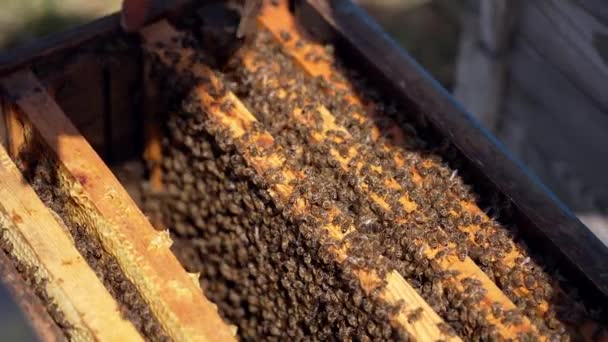 Top Hive Lid Lot Bees Beekeeper Taking Beehive Frame Out — Stock Video