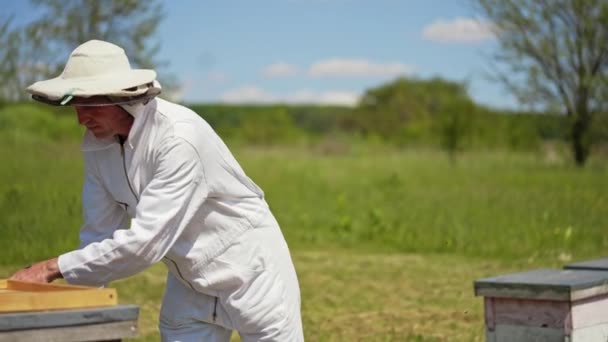Arı Arısı Üzerinde Çalışan Profesyonel Bir Arıcı Beyaz Koruyucu Elbiseli — Stok video