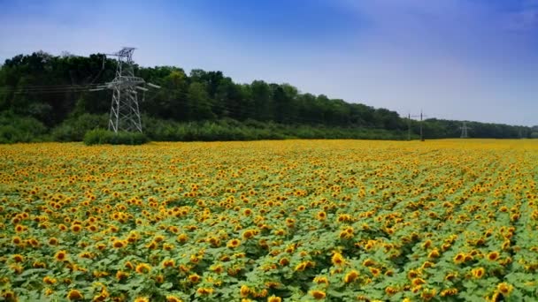 Girasoles Floreciendo Bajo Líneas Transmisión Campo Con Flores Plantas Agrícolas — Vídeos de Stock