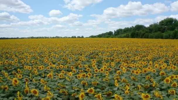 夏天的向日葵景观 蓝色的天空下 有大片黄色向日葵的花圃 左边的运动相机 — 图库视频影像