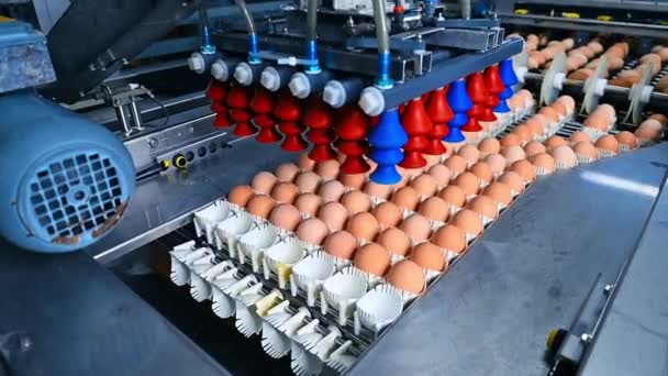 Automatyczna Maszyna Pracująca Świeżymi Jajami Produkcja Jaj Fermie Drobiu Nowoczesna — Wideo stockowe