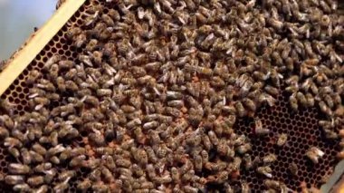 Arılar arka planda hareket ediyorlar. Bal petekleri üzerinde sürünen arılara dokunan bir arı yetiştiricisinin çıplak eli. Apiculture kavramı.