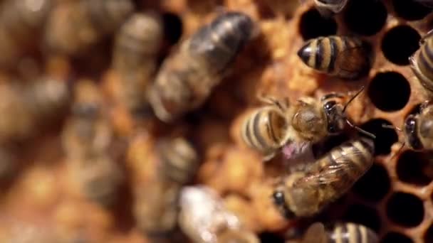 Μέλισσες Κηρήθρα Μέλισσες Σφραγίζουν Κελιά Μελιού Γεμάτα Φρέσκο Μέλι Μέλι — Αρχείο Βίντεο